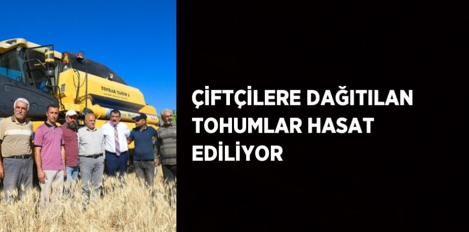 ÇİFTÇİLERE DAĞITILAN TOHUMLAR HASAT EDİLİYOR