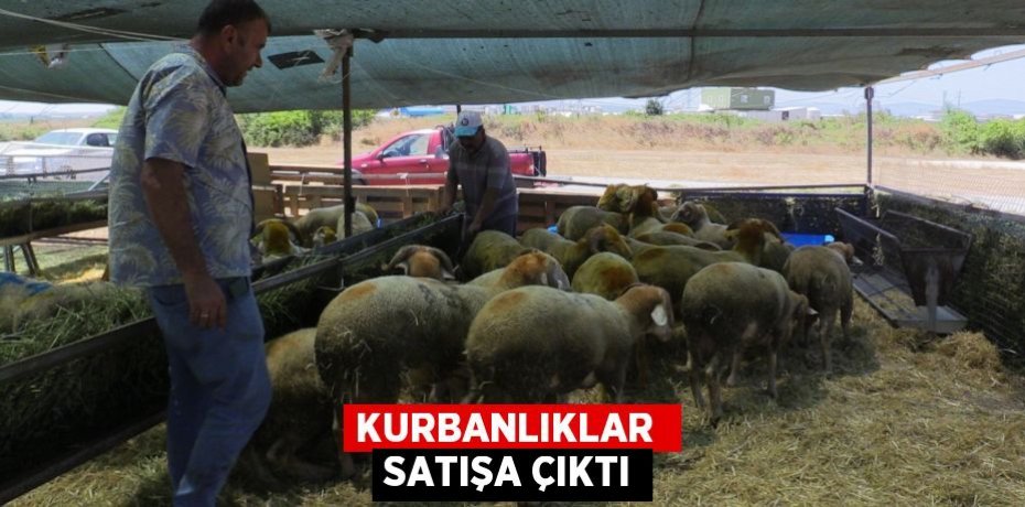 KURBANLIKLAR  SATIŞA ÇIKTI