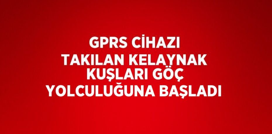 GPRS CİHAZI TAKILAN KELAYNAK KUŞLARI GÖÇ YOLCULUĞUNA BAŞLADI