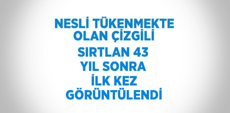 NESLİ TÜKENMEKTE OLAN ÇİZGİLİ SIRTLAN 43 YIL SONRA İLK KEZ GÖRÜNTÜLENDİ