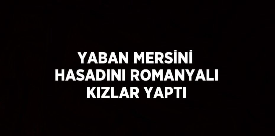 YABAN MERSİNİ HASADINI ROMANYALI KIZLAR YAPTI