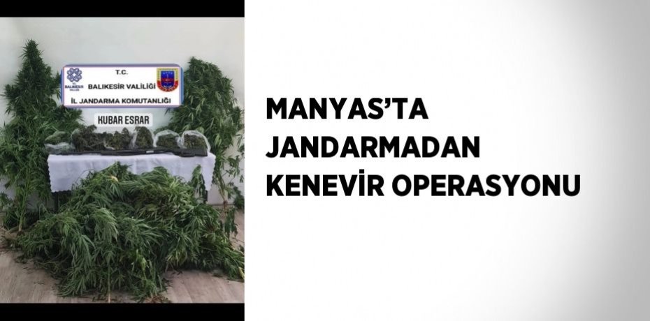 MANYAS’TA JANDARMADAN KENEVİR OPERASYONU