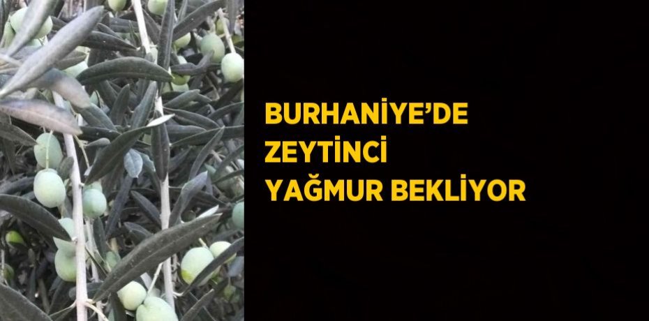 BURHANİYE’DE ZEYTİNCİ YAĞMUR BEKLİYOR