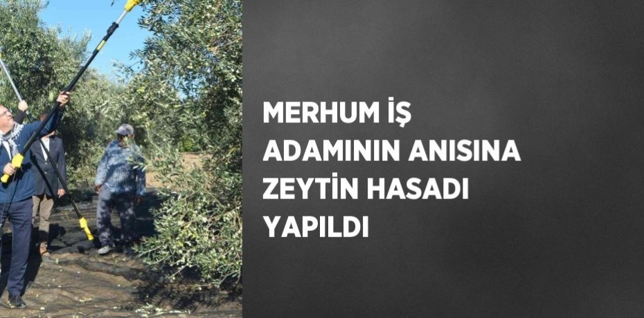 MERHUM İŞ ADAMININ ANISINA ZEYTİN HASADI YAPILDI