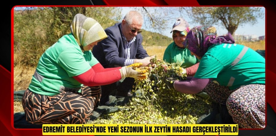 Edremit Belediyesi’nde yeni sezonun ilk zeytin hasadı gerçekleştirildi