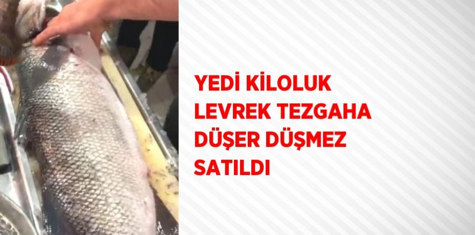 YEDİ KİLOLUK LEVREK TEZGAHA DÜŞER DÜŞMEZ SATILDI