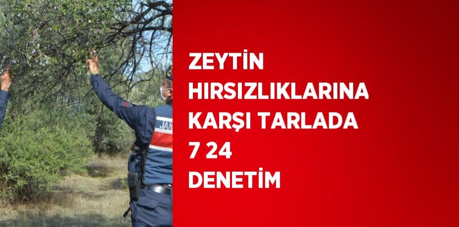 ZEYTİN HIRSIZLIKLARINA KARŞI TARLADA 7 24 DENETİM