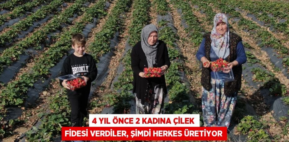 4 yıl önce 2 kadına çilek fidesi verdiler, şimdi herkes üretiyor