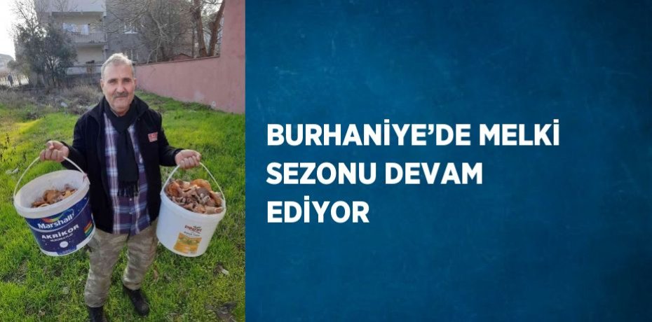 BURHANİYE’DE MELKİ SEZONU DEVAM EDİYOR