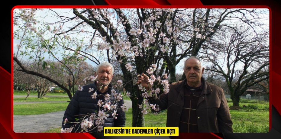 Balıkesir'de bademler çiçek açtı  