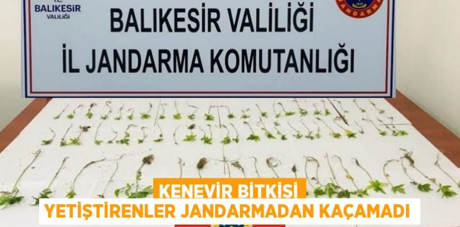Kenevir bitkisi yetiştirenler Jandarmadan kaçamadı