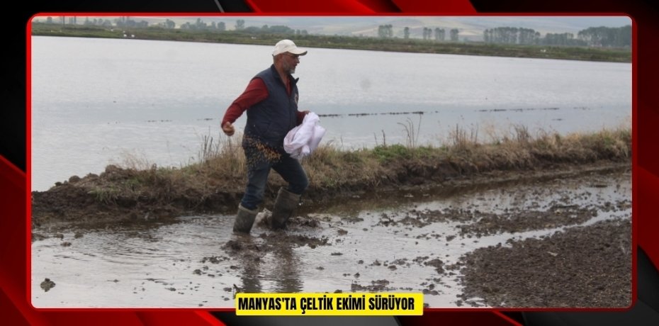 Manyas'ta çeltik ekimi sürüyor  