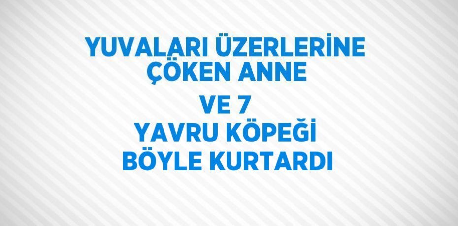 YUVALARI ÜZERLERİNE ÇÖKEN ANNE VE 7 YAVRU KÖPEĞİ BÖYLE KURTARDI