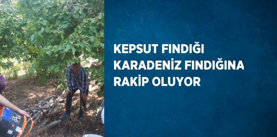 KEPSUT FINDIĞI KARADENİZ FINDIĞINA RAKİP OLUYOR