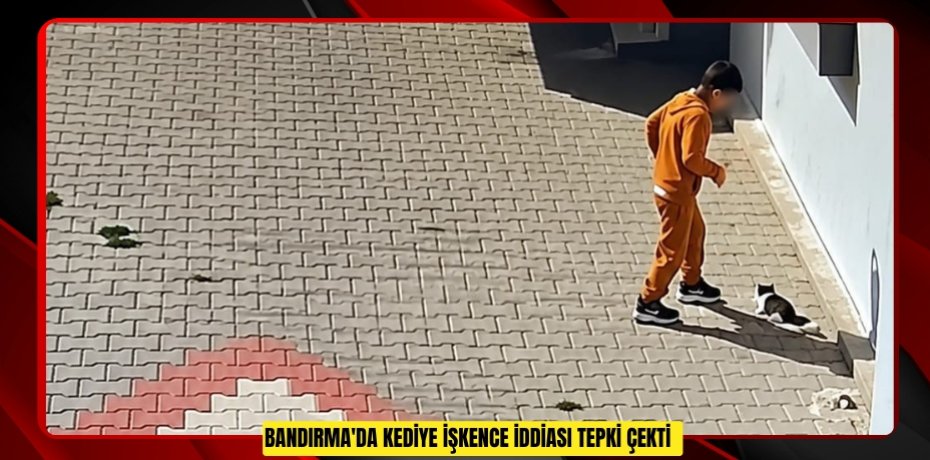 Bandırma'da kediye işkence iddiası tepki çekti  