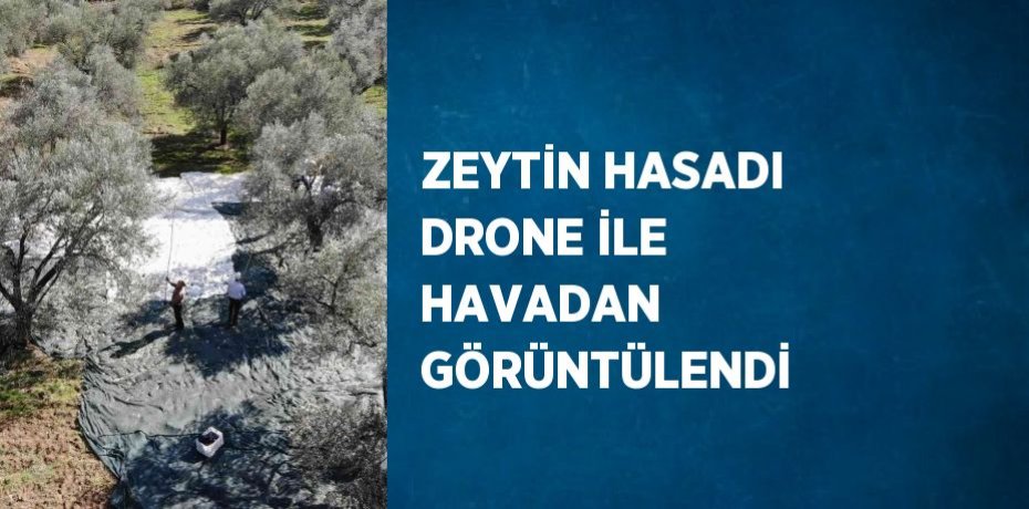 ZEYTİN HASADI DRONE İLE HAVADAN GÖRÜNTÜLENDİ
