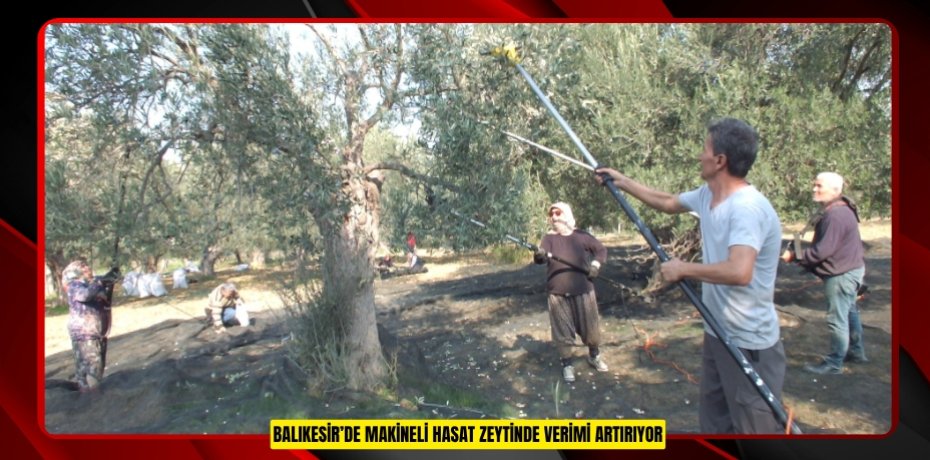 Balıkesir’de makineli hasat zeytinde verimi artırıyor  