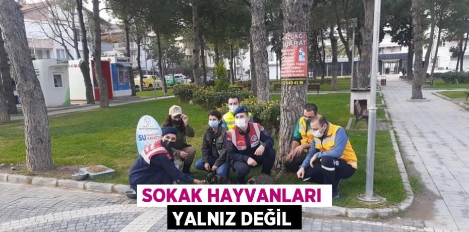 SOKAK HAYVANLARI YALNIZ DEĞİL