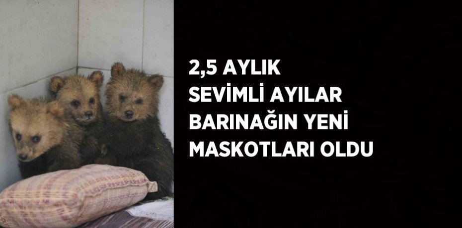 2,5 AYLIK SEVİMLİ AYILAR BARINAĞIN YENİ MASKOTLARI OLDU