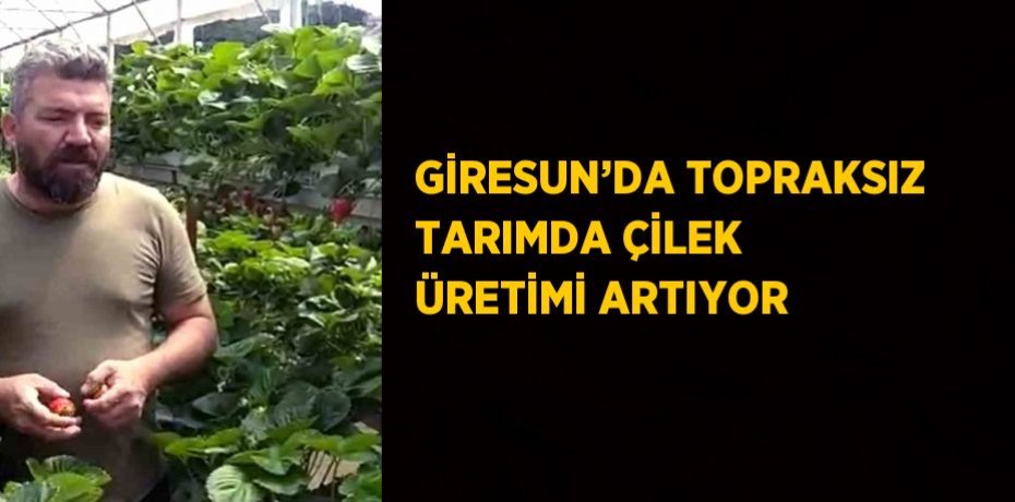 GİRESUN’DA TOPRAKSIZ TARIMDA ÇİLEK ÜRETİMİ ARTIYOR