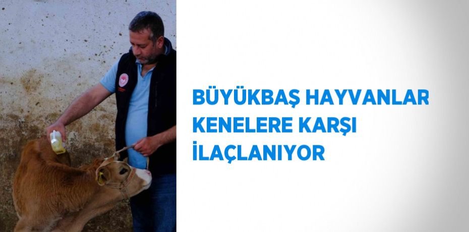 BÜYÜKBAŞ HAYVANLAR KENELERE KARŞI İLAÇLANIYOR