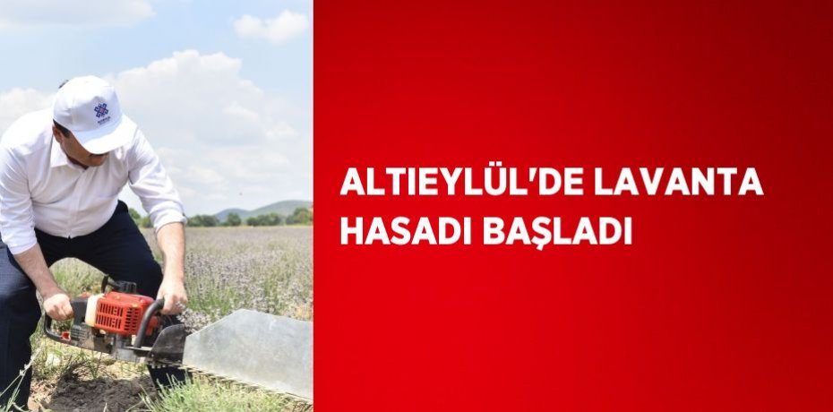 ALTIEYLÜL’DE LAVANTA HASADI BAŞLADI