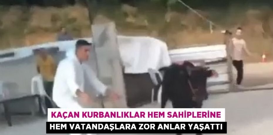 KAÇAN KURBANLIKLAR HEM SAHİPLERİNE HEM VATANDAŞLARA ZOR ANLAR YAŞATTI