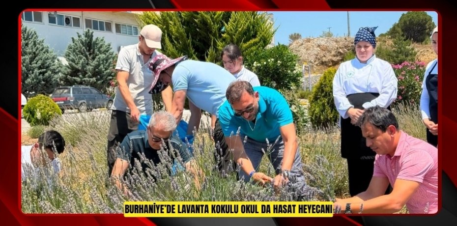 Burhaniye’de "Lavanta Kokulu Okul" da hasat heyecanı  