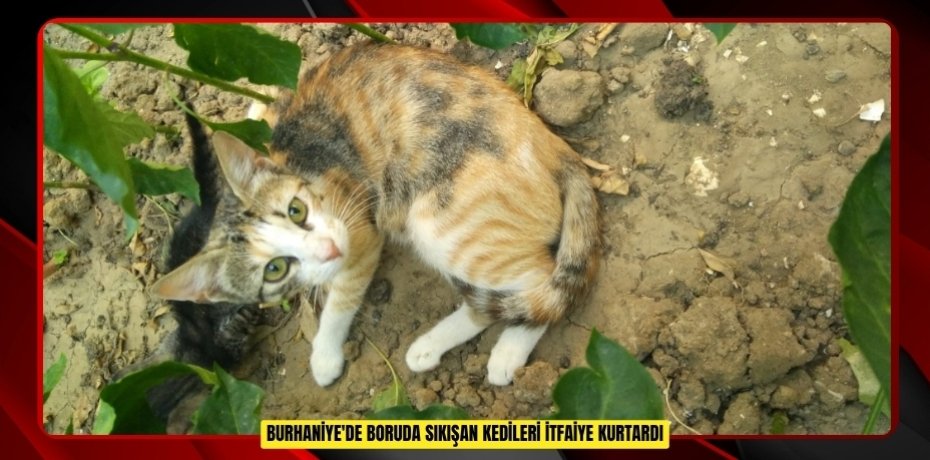 Burhaniye'de boruda sıkışan kedileri itfaiye kurtardı  