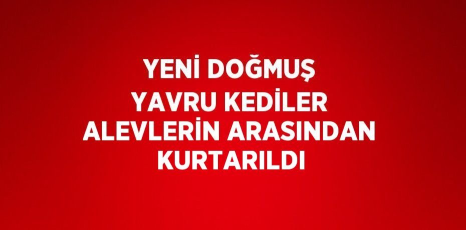 YENİ DOĞMUŞ YAVRU KEDİLER ALEVLERİN ARASINDAN KURTARILDI