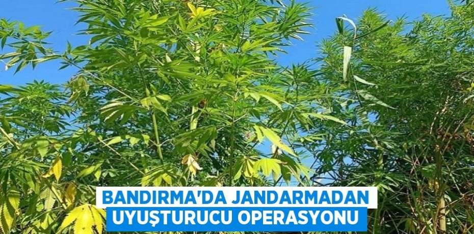 Bandırma'da jandarmadan uyuşturucu operasyonu