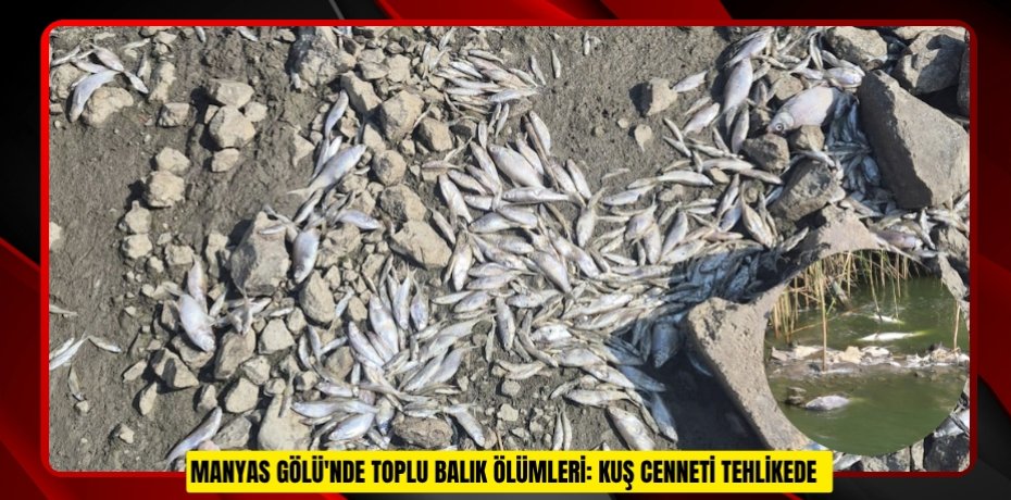 Manyas Gölü'nde toplu balık ölümleri: Kuş Cenneti tehlikede  