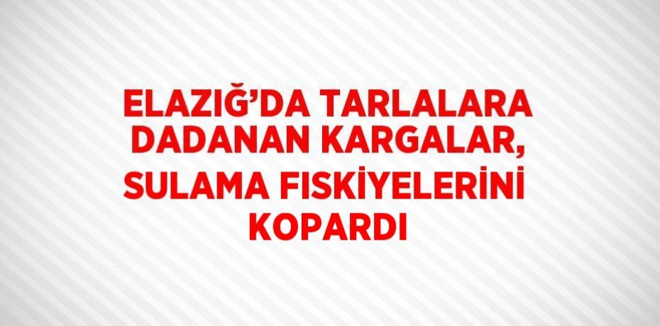 ELAZIĞ’DA TARLALARA DADANAN KARGALAR, SULAMA FISKİYELERİNİ KOPARDI