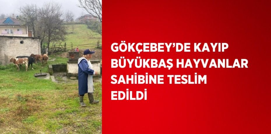 GÖKÇEBEY’DE KAYIP BÜYÜKBAŞ HAYVANLAR SAHİBİNE TESLİM EDİLDİ