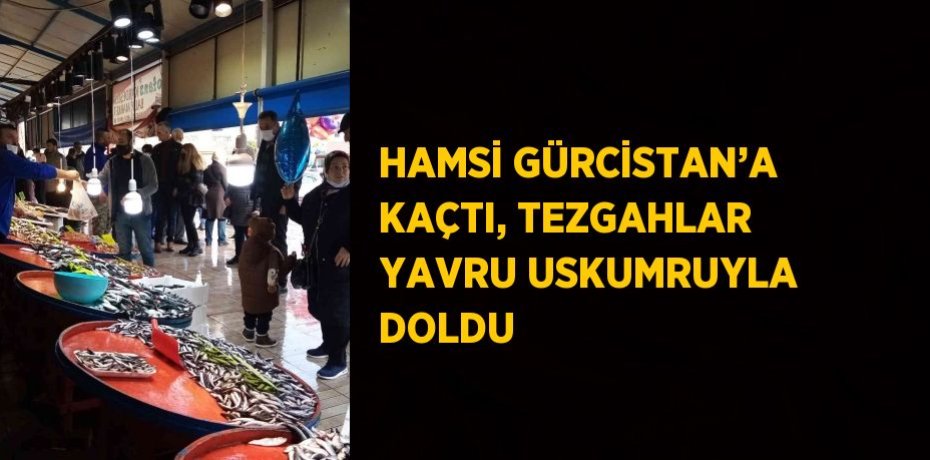 HAMSİ GÜRCİSTAN’A KAÇTI, TEZGAHLAR YAVRU USKUMRUYLA DOLDU