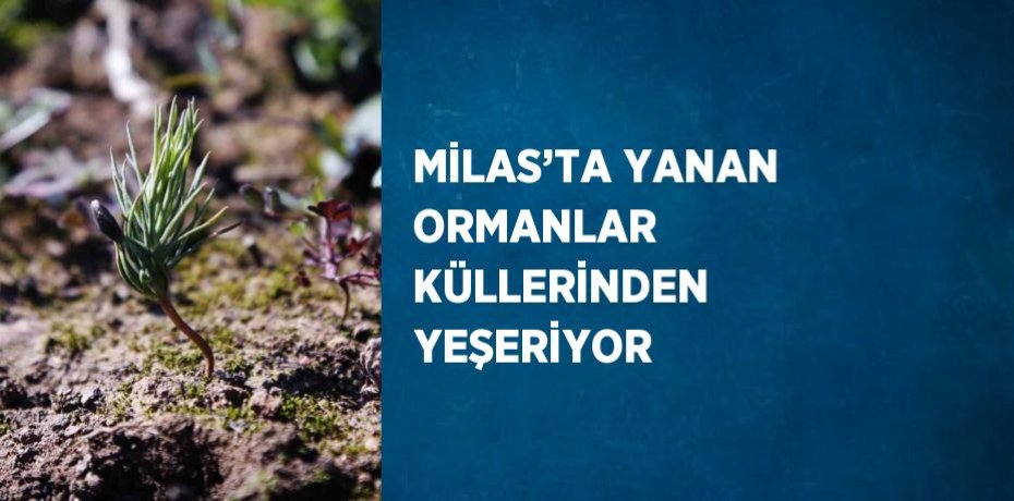 MİLAS’TA YANAN ORMANLAR KÜLLERİNDEN YEŞERİYOR