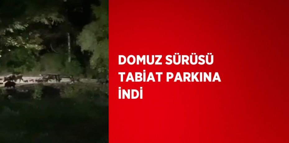 DOMUZ SÜRÜSÜ TABİAT PARKINA İNDİ
