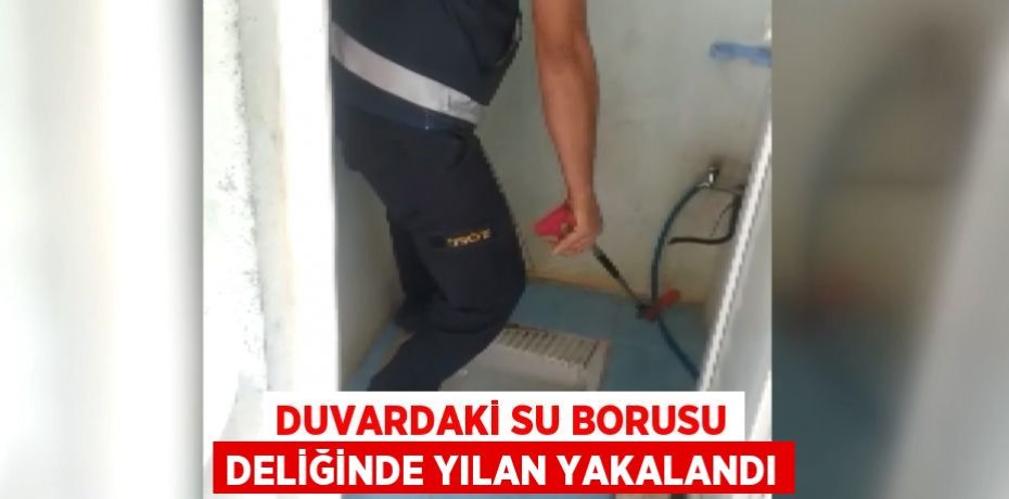 Duvardaki su borusu deliğinde yılan yakalandı