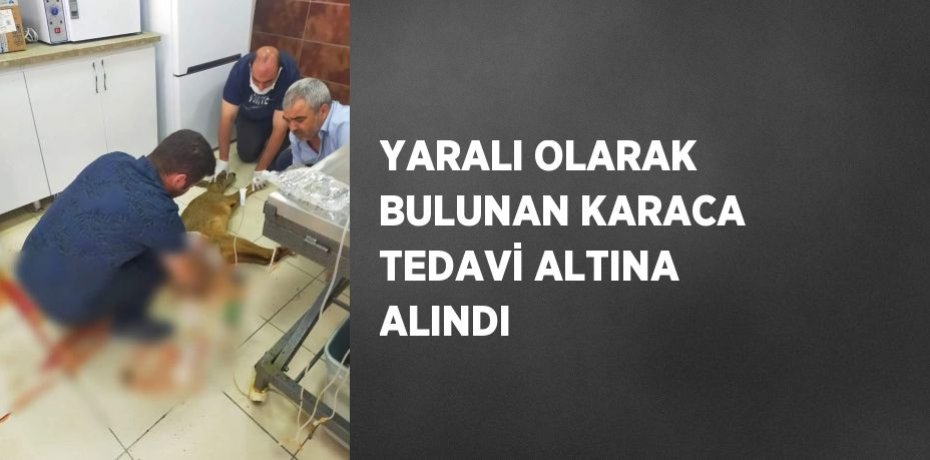 YARALI OLARAK BULUNAN KARACA TEDAVİ ALTINA ALINDI