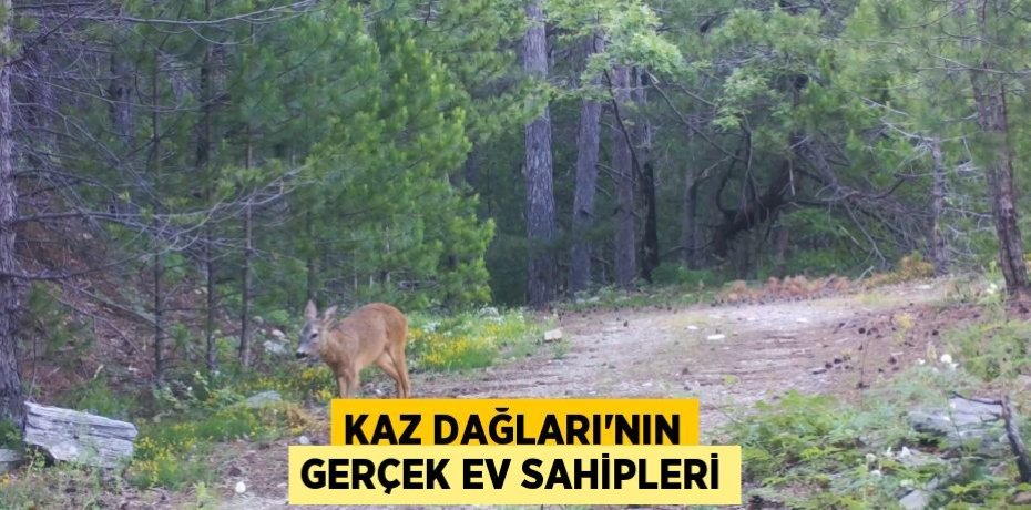 Kaz Dağları'nın gerçek ev sahipleri