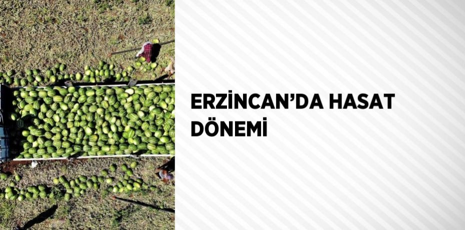 ERZİNCAN’DA HASAT DÖNEMİ