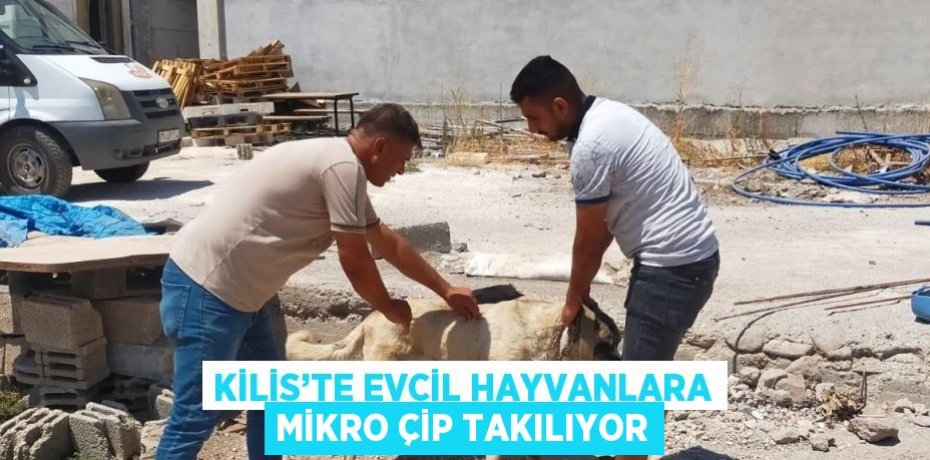 KİLİS’TE EVCİL HAYVANLARA MİKRO ÇİP TAKILIYOR