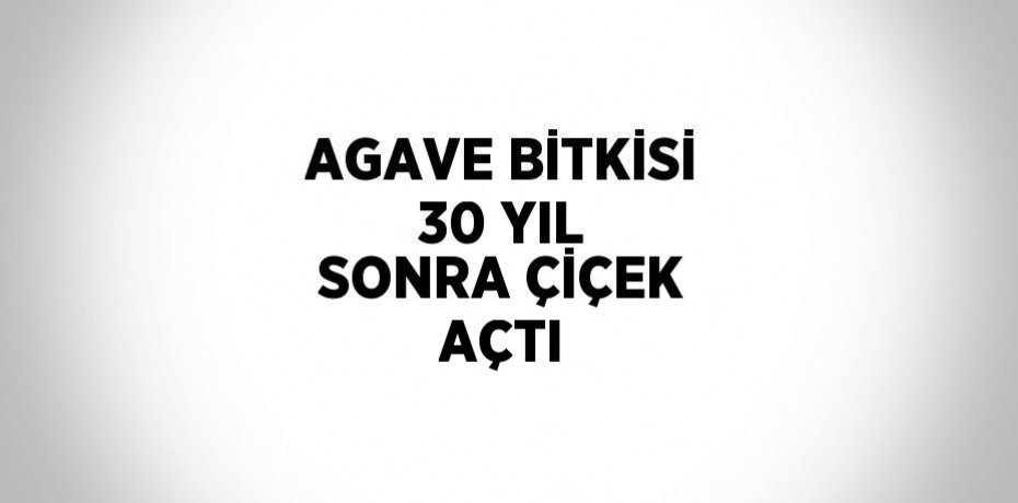 AGAVE BİTKİSİ 30 YIL SONRA ÇİÇEK AÇTI