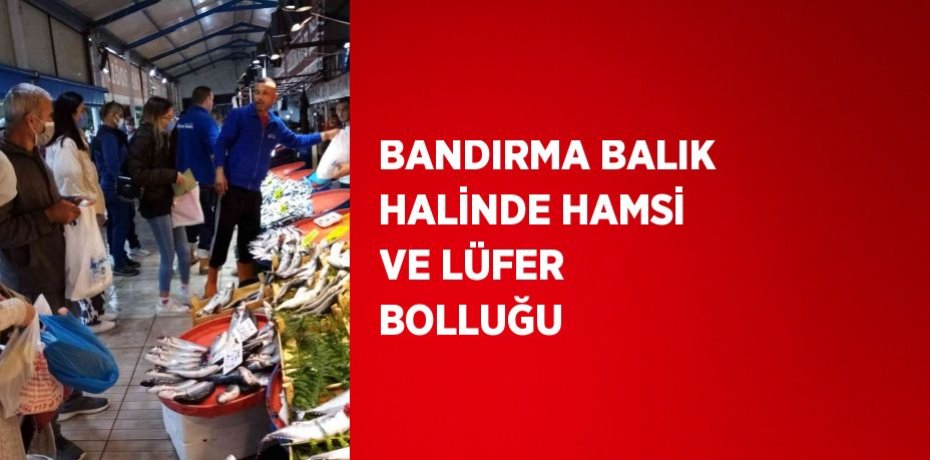 BANDIRMA BALIK HALİNDE HAMSİ VE LÜFER BOLLUĞU