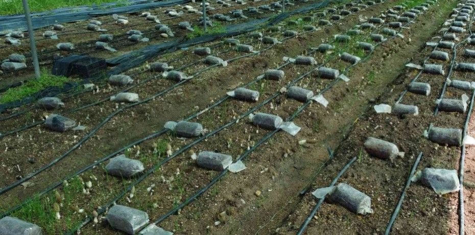 TAZESİNİN KİLOSU 400, KURUSU 3 BİN TL... TÜRKİYE’DE İLK DEFA ÜRETİMİ YAPILDI