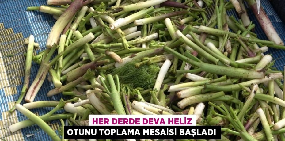 Her derde deva heliz otunu toplama mesaisi başladı