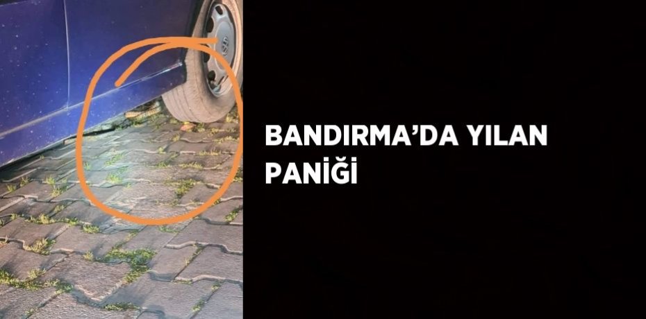 BANDIRMA’DA YILAN PANİĞİ
