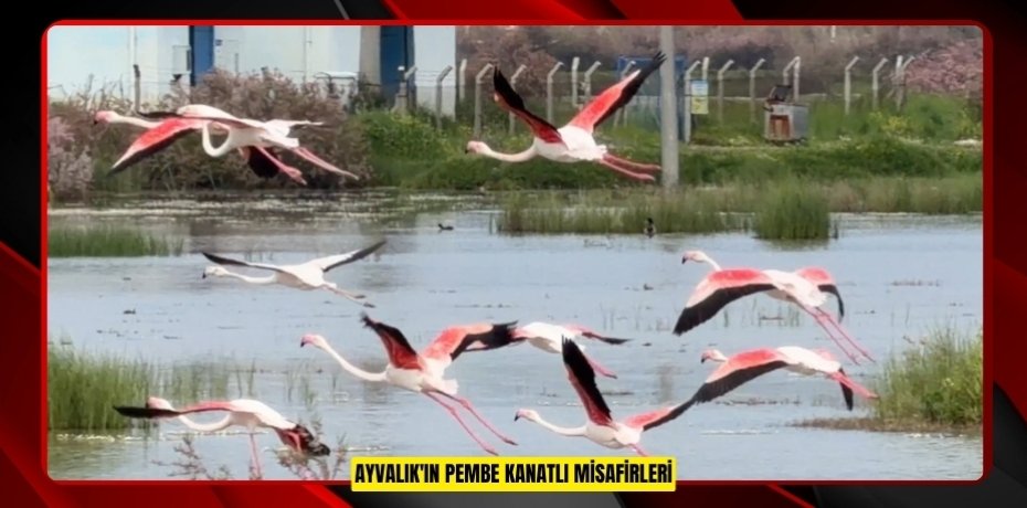 Ayvalık'ın pembe kanatlı misafirleri