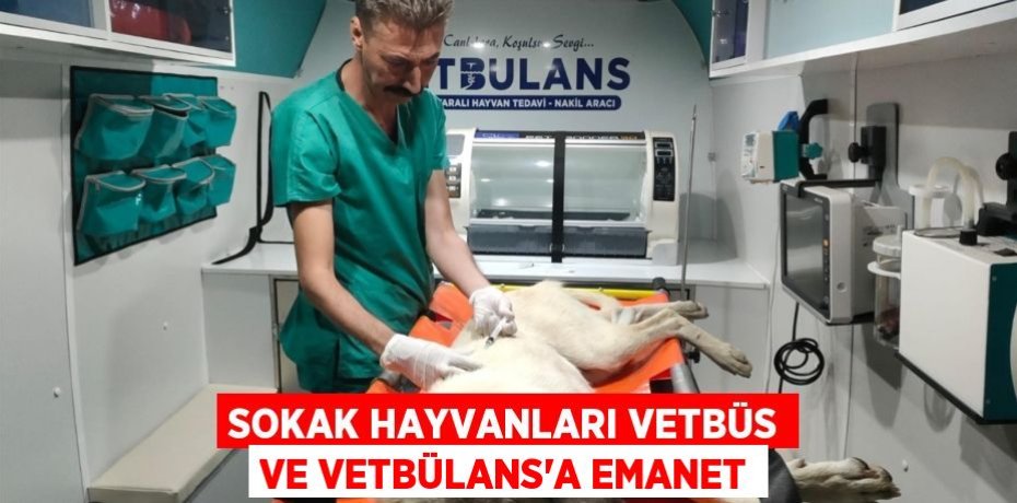 Sokak hayvanları VETBÜS ve VETBÜLANS’a emanet
