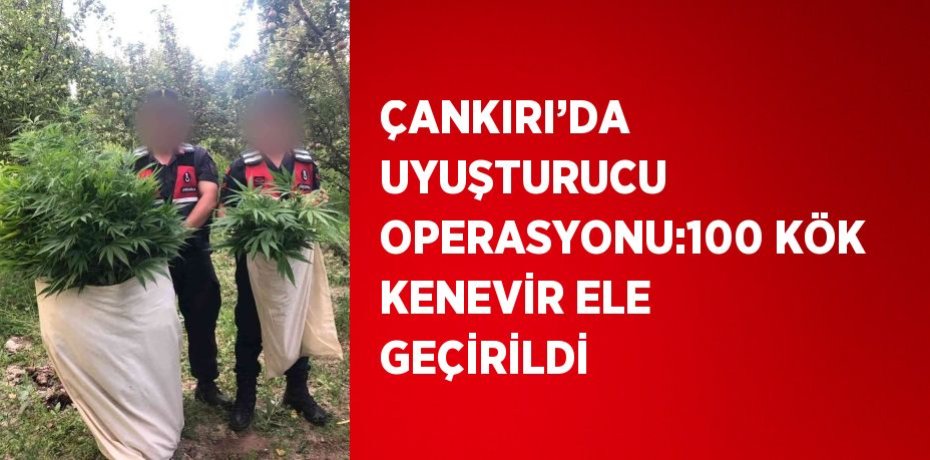 ÇANKIRI’DA UYUŞTURUCU OPERASYONU:100 KÖK KENEVİR ELE GEÇİRİLDİ